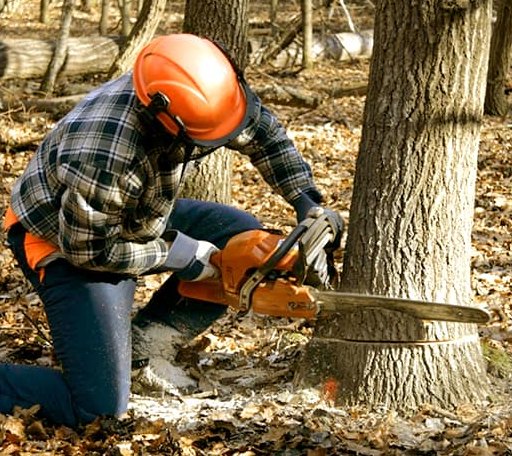 Tree Removal in Marietta, TX